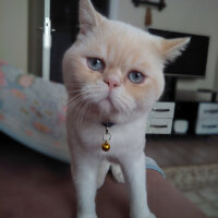 British Shorthair, Kedi  Boncuk fotoğrafı