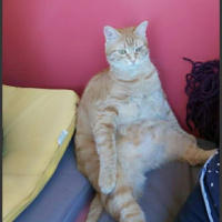 Sarman, Kedi  Pati fotoğrafı