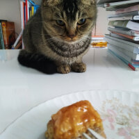 British Shorthair, Kedi  Mina fotoğrafı