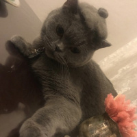 British Shorthair, Kedi  Yumak fotoğrafı
