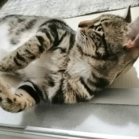 Tekir Kedi, Kedi  Mia fotoğrafı