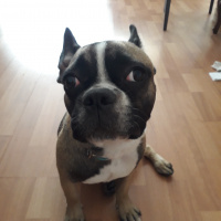 Fransız Bulldog, Köpek  Frank fotoğrafı