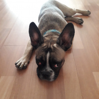 Fransız Bulldog, Köpek  Frank fotoğrafı
