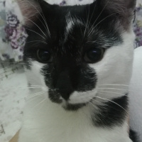 Tekir Kedi, Kedi  Osman fotoğrafı