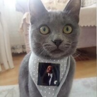 Mavi Rus, Kedi  Duman fotoğrafı