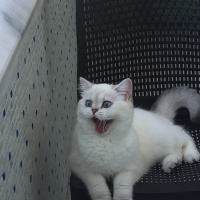 British Shorthair, Kedi  Maya fotoğrafı