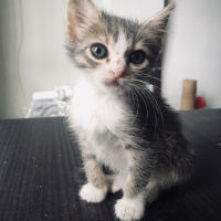 Tekir Kedi, Kedi  Kaju fotoğrafı