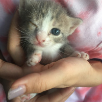 Tekir Kedi, Kedi  Kaju fotoğrafı