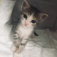 Tekir Kedi, Kedi  Kaju fotoğrafı