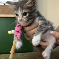 Tekir Kedi, Kedi  Kaju fotoğrafı