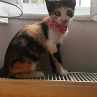 Tekir Kedi, Kedi  Fındık fotoğrafı