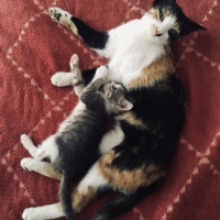 Tekir Kedi, Kedi  Fındık fotoğrafı