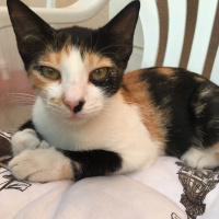 Tekir Kedi, Kedi  Fındık fotoğrafı