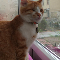 Sarman, Kedi  Luffy fotoğrafı