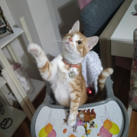 Sarman, Kedi  Luffy fotoğrafı