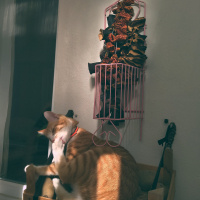 Sarman, Kedi  Luffy fotoğrafı