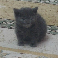 Tekir Kedi, Kedi  Duman fotoğrafı
