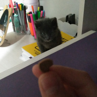 Tekir Kedi, Kedi  Duman fotoğrafı