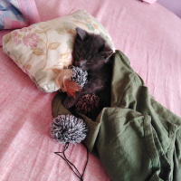 Tekir Kedi, Kedi  Duman fotoğrafı