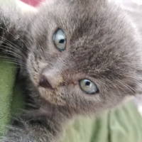 Tekir Kedi, Kedi  Duman fotoğrafı