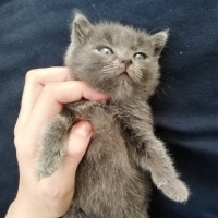 Tekir Kedi, Kedi  Duman fotoğrafı