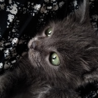 Tekir Kedi, Kedi  Duman fotoğrafı