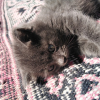 Tekir Kedi, Kedi  Duman fotoğrafı