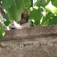 Tekir Kedi, Kedi  Duman fotoğrafı