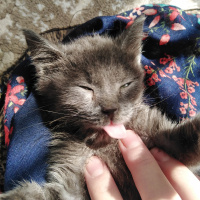 Tekir Kedi, Kedi  Duman fotoğrafı