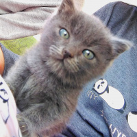 Tekir Kedi, Kedi  Duman fotoğrafı