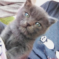 Tekir Kedi, Kedi  Duman fotoğrafı