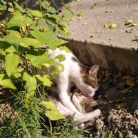 Tekir Kedi, Kedi  Duman fotoğrafı