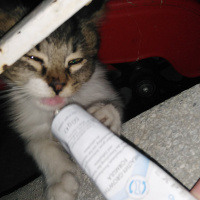 Tekir Kedi, Kedi  Duman fotoğrafı