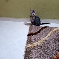 Tekir Kedi, Kedi  Tekir Kedi fotoğrafı