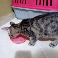 Tekir Kedi, Kedi  Tekir Kedi fotoğrafı