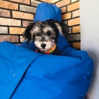Yorkshire Terrier, Köpek  Moka fotoğrafı