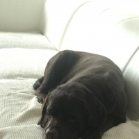 Labrador Retriever, Köpek  Oscar fotoğrafı