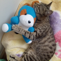 Tekir Kedi, Kedi  Nohut fotoğrafı