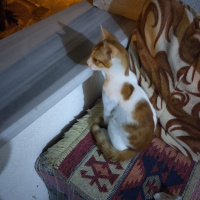 Tekir Kedi, Kedi  alaca fotoğrafı