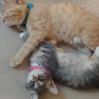 Tekir Kedi, Kedi  Diva fotoğrafı