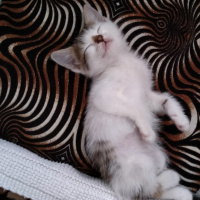 Tekir Kedi, Kedi  Misko fotoğrafı