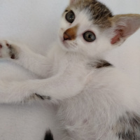 Tekir Kedi, Kedi  Misko fotoğrafı