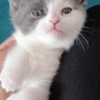 British Shorthair, Kedi  Fıstık fotoğrafı