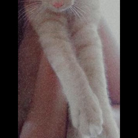 Sarman, Kedi  Mia fotoğrafı