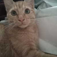 Sarman, Kedi  Mia fotoğrafı