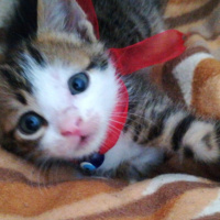 Tekir Kedi, Kedi  Suzi fotoğrafı
