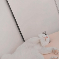 Tekir Kedi, Kedi  miskin fotoğrafı