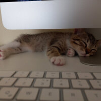 British Shorthair, Kedi  Artemis fotoğrafı