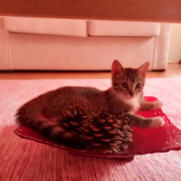 British Shorthair, Kedi  Artemis fotoğrafı