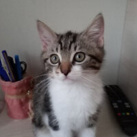 British Shorthair, Kedi  Apollo fotoğrafı